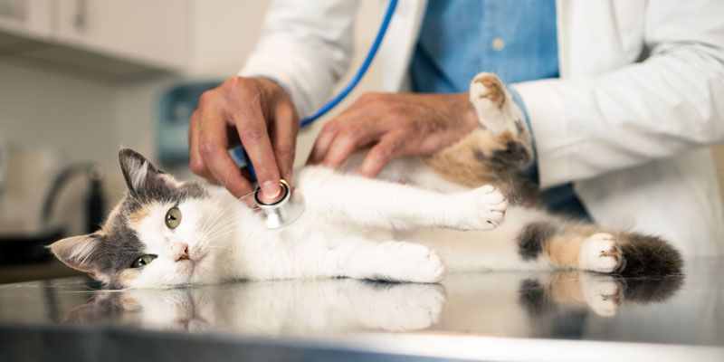 Cat being checked by vet